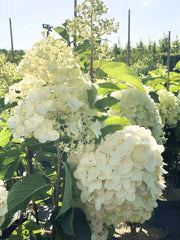 Rispenhortensie Hydrangea Paniculata Silver Dollar mit großen cremeweißen Blütenrispen und grünen Blättern im Freiland bei Sonnenschein.