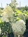 Rispenhortensie Hydrangea Paniculata Silver Dollar mit großen cremeweißen Blütenrispen und grünen Blättern im Freiland bei Sonnenschein.