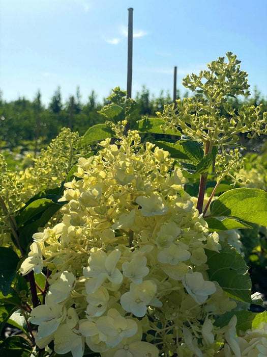 Rispenhortensie Hydrangea Paniculata Silver Dollar mit cremeweißen Blüten in sonniger Gartenlandschaft.
