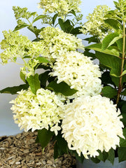 Rispenhortensie Hydrangea Paniculata Skyfall 1 mit großen, cremeweißen Blütenrispen und grünen Blättern vor hellem Hintergrund.