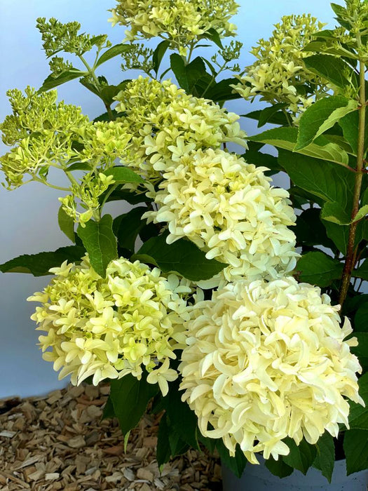 Rispenhortensie Hydrangea Paniculata Skyfall 1 mit großen, cremeweißen Blütenrispen und grünen Blättern vor hellem Hintergrund.