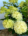 Rispenhortensie Hydrangea Paniculata Skyfall 1 mit großen, cremeweißen Blütenrispen und grünen Blättern vor hellem Hintergrund.