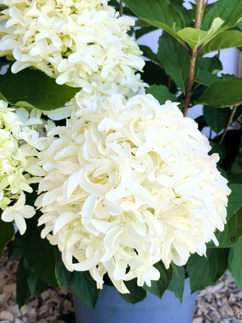 Rispenhortensie Hydrangea Paniculata Skyfall 1 mit großen, cremeweißen Blütenrispen vor grünem Laub in Nahaufnahme.