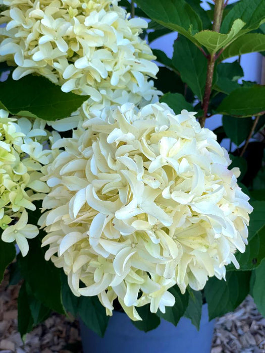 Rispenhortensie Hydrangea Paniculata Skyfall 1 mit großen, cremeweißen Blütenrispen vor grünem Laub in Nahaufnahme.