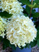Rispenhortensie Hydrangea Paniculata Skyfall 1 mit großen, cremeweißen Blütenrispen vor grünem Laub in Nahaufnahme.