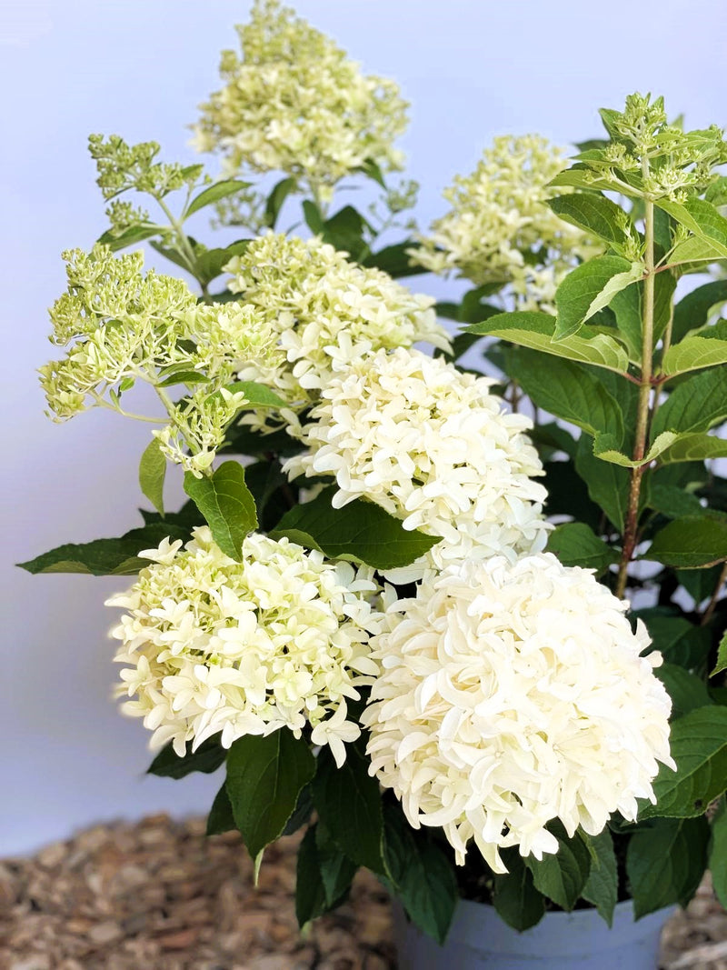 Rispenhortensie Hydrangea Paniculata Skyfall 1 mit cremeweißen Blütenrispen und grünen Blättern vor blauem Himmel.