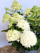Rispenhortensie Hydrangea Paniculata Skyfall 1 mit cremeweißen Blütenrispen und grünen Blättern vor blauem Himmel.