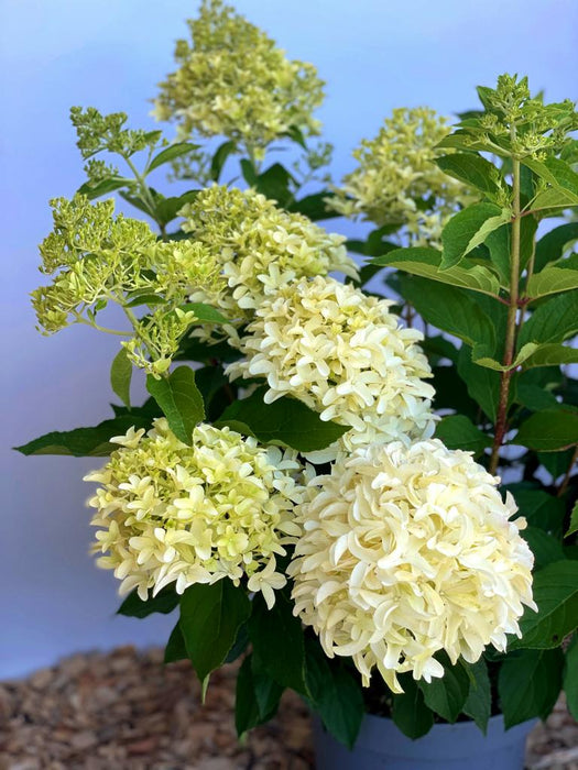 Rispenhortensie Hydrangea Paniculata Skyfall 1 mit cremeweißen Blütenrispen und grünen Blättern vor blauem Himmel.