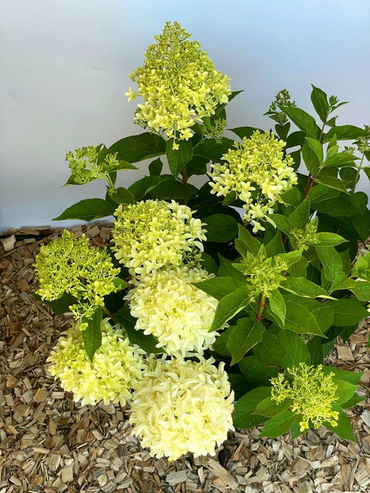 Rispenhortensie Hydrangea Paniculata Skyfall 1 mit großen, cremegelben Blütenrispen und grünen Blättern auf Holzhackschnitzelboden.