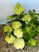 Rispenhortensie Hydrangea Paniculata Skyfall 1 mit großen, cremegelben Blütenrispen und grünen Blättern auf Holzhackschnitzelboden.