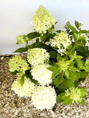 Rispenhortensie Hydrangea Paniculata Skyfall 1 mit großen, cremegelben Blütenrispen und grünen Blättern auf Holzhackschnitzelboden.