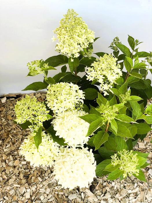 Rispenhortensie Hydrangea Paniculata Skyfall 1 mit großen, cremegelben Blütenrispen und grünen Blättern auf Holzhackschnitzelboden.