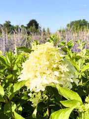 Rispenhortensie Hydrangea Paniculata Skyfall mit cremeweißen Blüten vor lila blühendem Hintergrund und blauem Himmel.