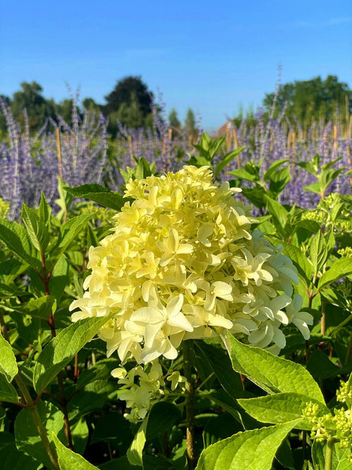 Rispenhortensie Hydrangea Paniculata Skyfall mit cremeweißen Blüten vor lila blühendem Hintergrund und blauem Himmel.