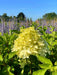 Rispenhortensie Hydrangea Paniculata Skyfall mit cremeweißen Blüten vor lila blühendem Hintergrund und blauem Himmel.