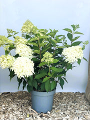 Rispenhortensie Hydrangea Paniculata Skyfall mit cremeweißen Blüten in grauem Topf auf Holzspänen vor blauem Hintergrund.
