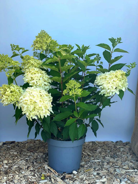 Rispenhortensie Hydrangea Paniculata Skyfall mit cremeweißen Blüten in grauem Topf auf Holzspänen vor blauem Hintergrund.