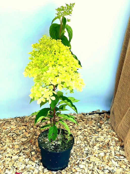 Rispenhortensie Phantom - Topf-/Containerpflanzen