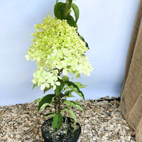 Rispenhortensie Phantom - Topf-/Containerpflanzen