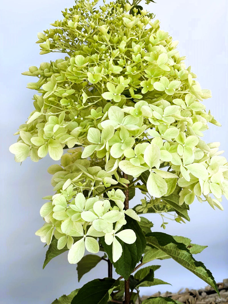 Rispenhortensie Phantom - Topf-/Containerpflanzen