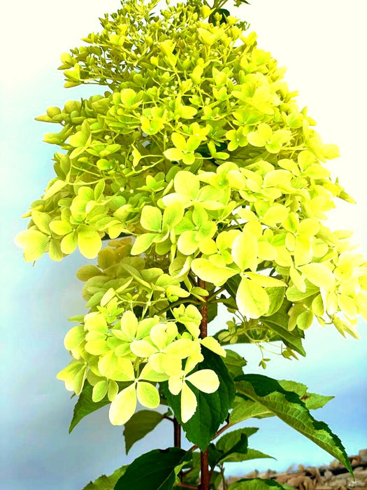 Rispenhortensie Phantom - Topf-/Containerpflanzen