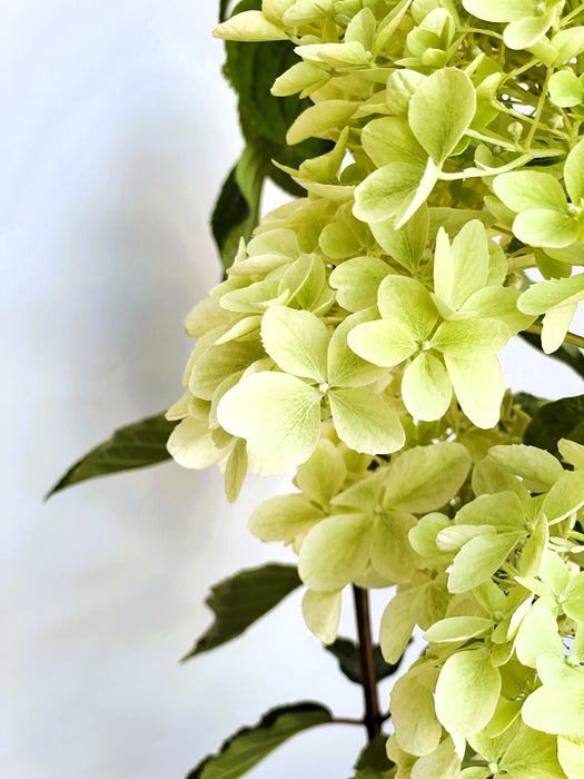 Rispenhortensie Phantom - Topf-/Containerpflanzen