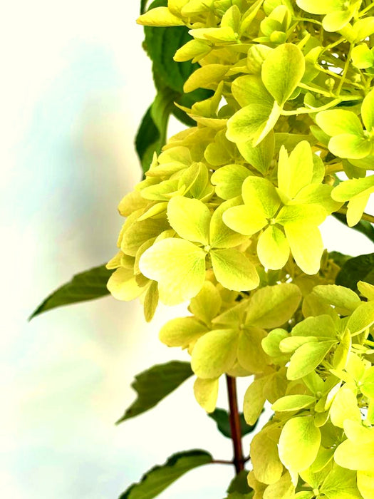 Rispenhortensie Phantom - Topf-/Containerpflanzen