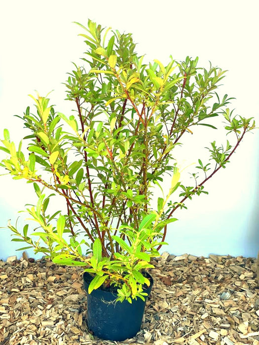 Rosa Kätzchenweide Salix Gracilistyla Mount Aso mit grünen Blättern in schwarzem Topf vor hellblauem Hintergrund.