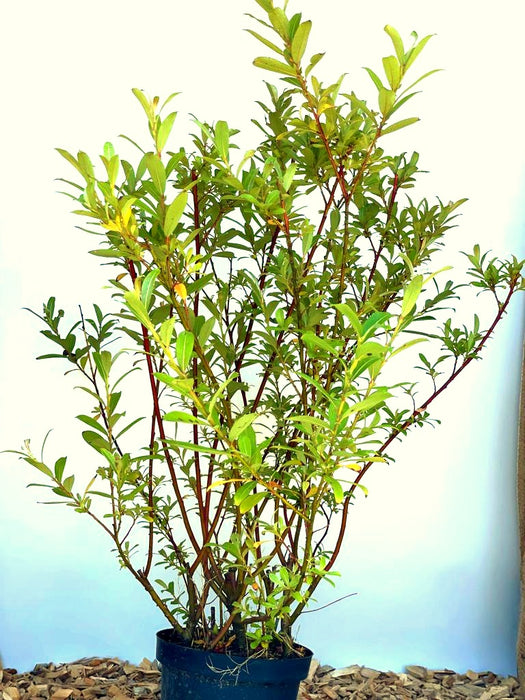 Rosa Kätzchenweide Salix Gracilistyla Mount Aso mit grünen Blättern und roten Zweigen in schwarzem Topf vor hellem Hintergrund.