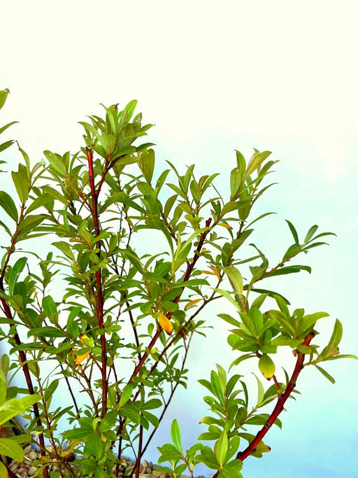 Rosa Kätzchenweide Salix Gracilistyla Mount Aso mit grünen Blättern und roten Zweigen vor blauem Himmel.