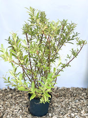 Rosa Kätzchenweide Salix Gracilistyla Mount Aso mit grünen Blättern in schwarzem Topf vor hellblauem Hintergrund.