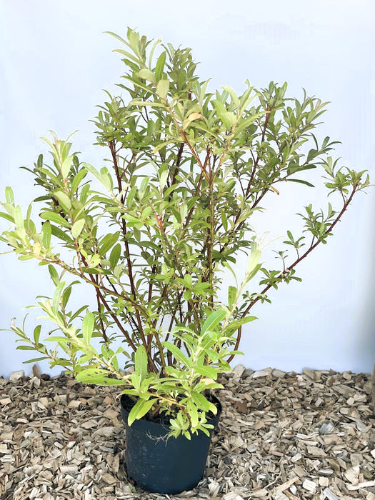 Rosa Kätzchenweide Salix Gracilistyla Mount Aso mit grünen Blättern in schwarzem Topf vor hellblauem Hintergrund.