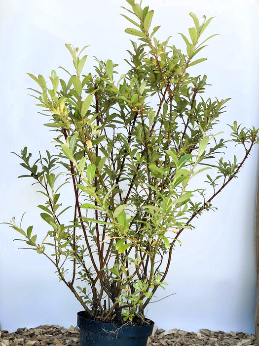 Rosa Kätzchenweide Salix Gracilistyla Mount Aso mit grünen Blättern und roten Zweigen in schwarzem Topf vor hellem Hintergrund.