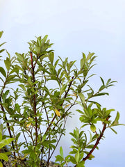 Rosa Kätzchenweide Salix Gracilistyla Mount Aso mit grünen Blättern und roten Zweigen vor blauem Himmel.