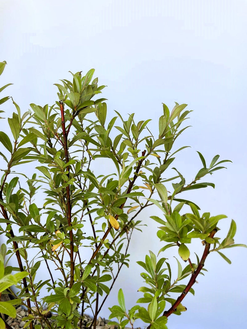 Rosa Kätzchenweide Salix Gracilistyla Mount Aso mit grünen Blättern und roten Zweigen vor blauem Himmel.