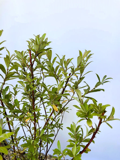 Rosa Kätzchenweide Salix Gracilistyla Mount Aso mit grünen Blättern und roten Zweigen vor blauem Himmel.