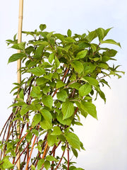 Rotholz-Hartriegel Cornus Alba Sibirica 1 mit grünen Blättern und roten Zweigen vor hellem Hintergrund.