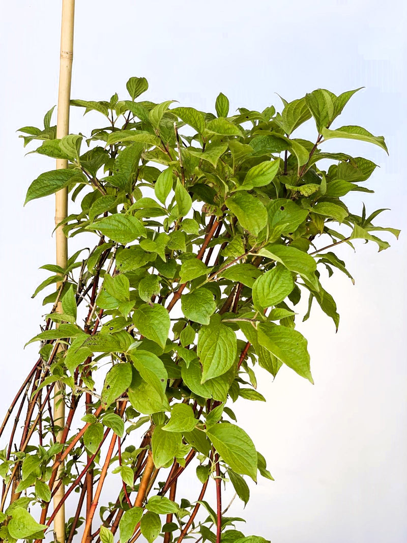 Rotholz-Hartriegel Cornus Alba Sibirica 1 mit grünen Blättern und roten Zweigen vor hellem Hintergrund.