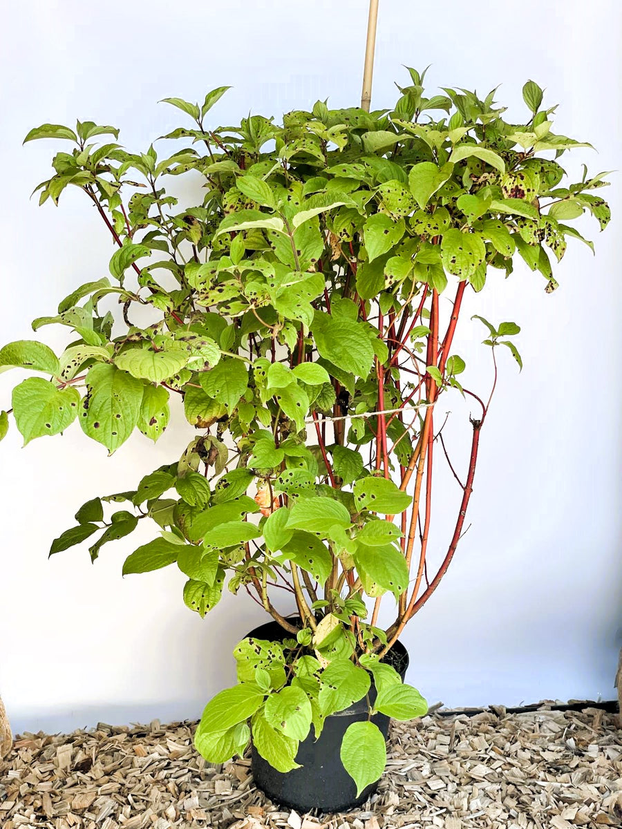 Rotholz-Hartriegel Cornus Alba Sibirica mit roten Stängeln und grünen, teils löchrigen Blättern in schwarzem Topf auf Holzhackschnitzeln.