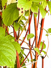 Rotholz-Hartriegel Cornus Alba Sibirica mit roten Stängeln und grünen Blättern vor hellem Hintergrund.