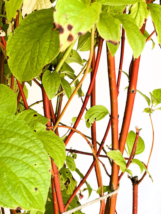 Rotholz-Hartriegel Cornus Alba Sibirica mit roten Stängeln und grünen Blättern vor hellem Hintergrund.