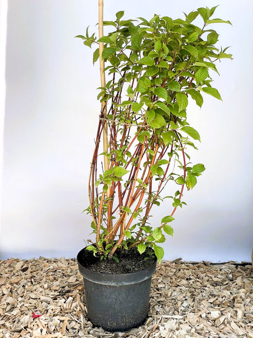 Rotholz-Hartriegel Cornus Alba Sibirica mit roten Stängeln und grünen Blättern in schwarzem Topf auf Holzspänen.