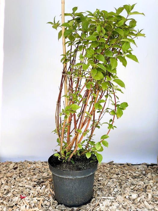 Rotholz-Hartriegel Cornus Alba Sibirica mit roten Stängeln und grünen Blättern in schwarzem Topf auf Holzspänen.