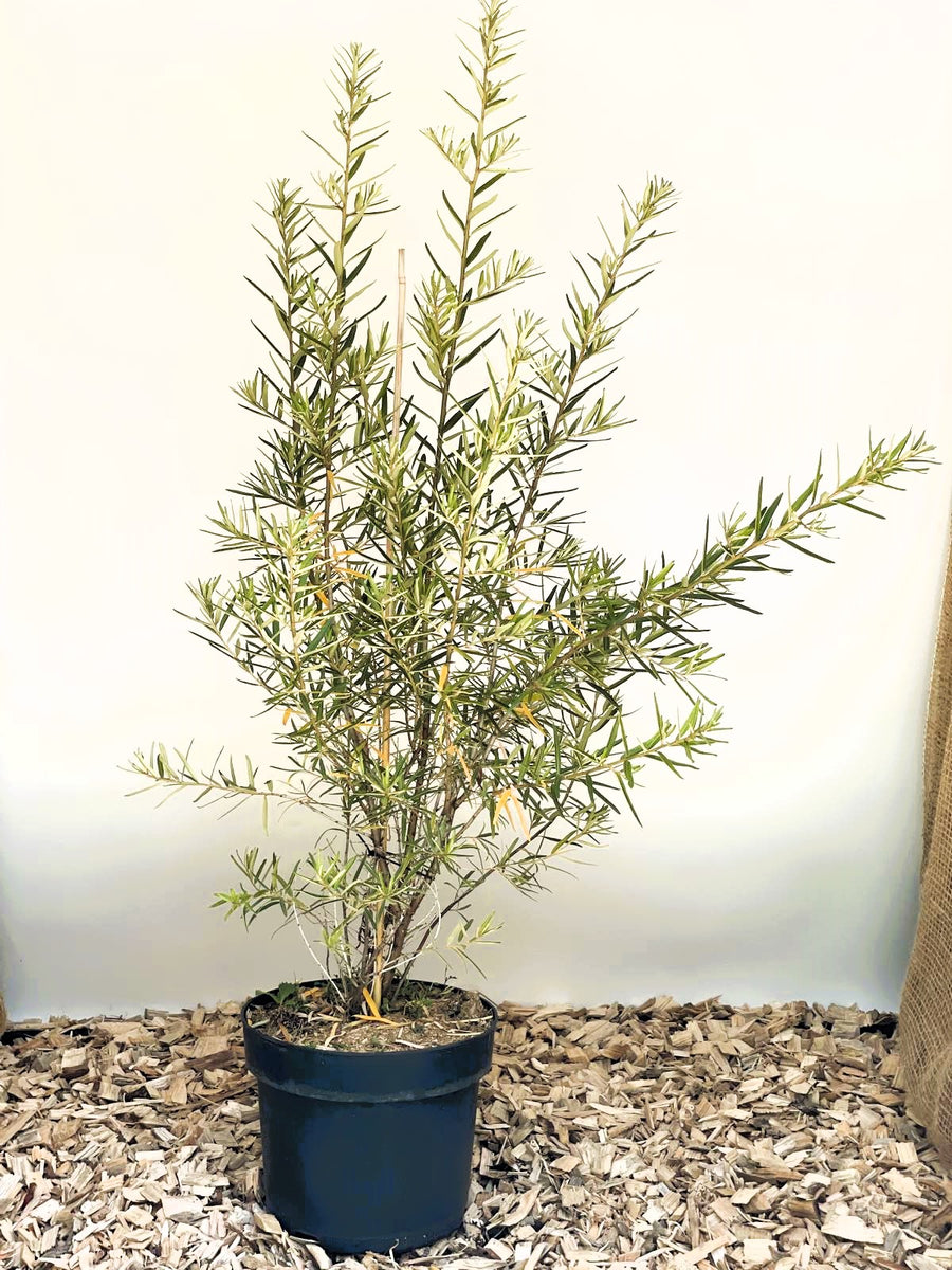 Sanddorn Hippophae Rhamnoides Hergo mit schmalen grünen Blättern in schwarzem Topf auf Holzspänen vor weißem Hintergrund.