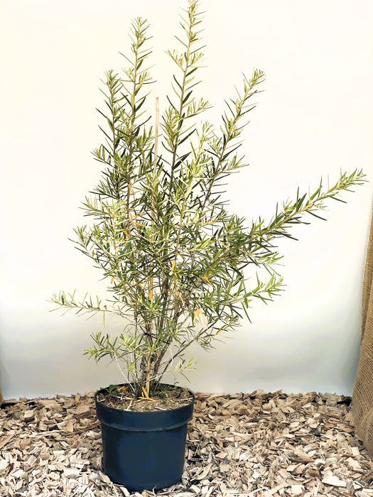 Sanddorn Hippophae Rhamnoides Hergo mit schmalen grünen Blättern in schwarzem Topf auf Holzspänen vor weißem Hintergrund.