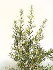 Sanddorn Hippophae Rhamnoides Hergo mit schlanken grünen Blättern vor hellem Hintergrund.