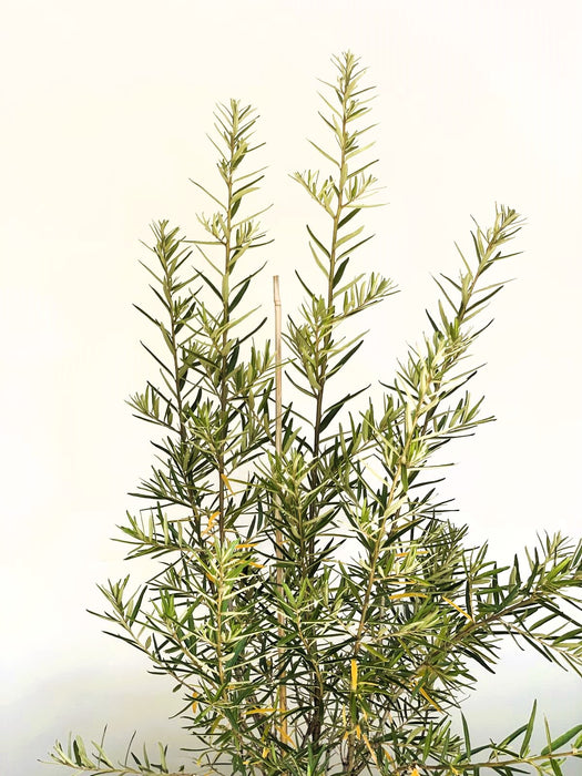 Sanddorn Hippophae Rhamnoides Hergo mit schlanken grünen Blättern vor hellem Hintergrund.