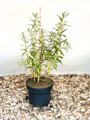 Sanddorn Hippophae Rhamnoides Leikora mit grünen und gelben Blättern in schwarzem Topf auf Holzspänen vor hellem Hintergrund.