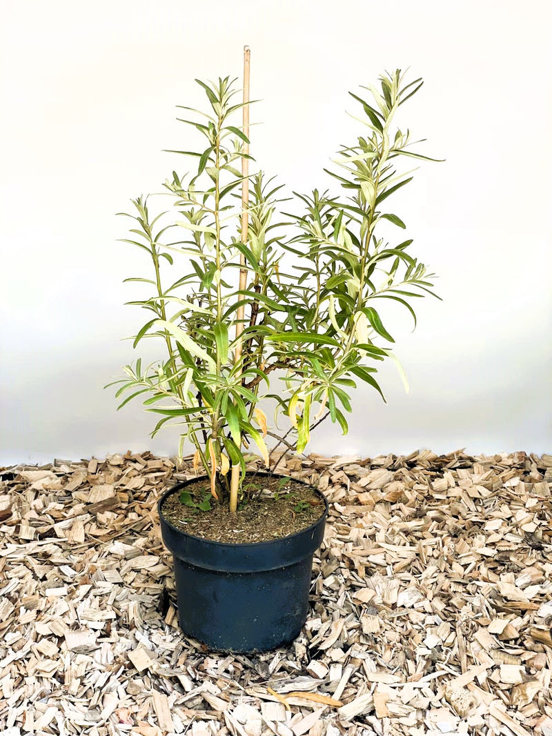Sanddorn Hippophae Rhamnoides Leikora mit grünen und gelben Blättern in schwarzem Topf auf Holzspänen vor hellem Hintergrund.