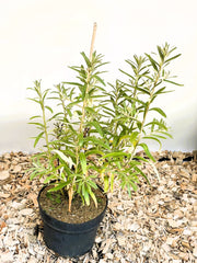 Sanddorn Hippophae Rhamnoides Leikora mit grünen, schmalen Blättern in schwarzem Topf auf Holzspänen vor hellem Hintergrund.